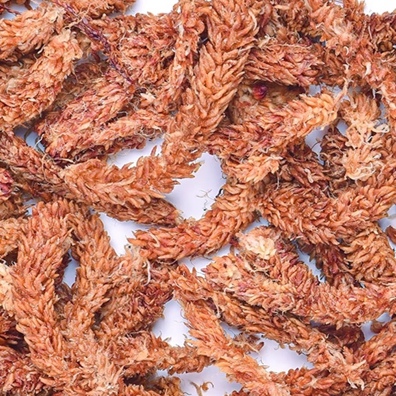 Chilean Sphagnum Moss 150g Pre - Sphagnum Moss Dry review and price
