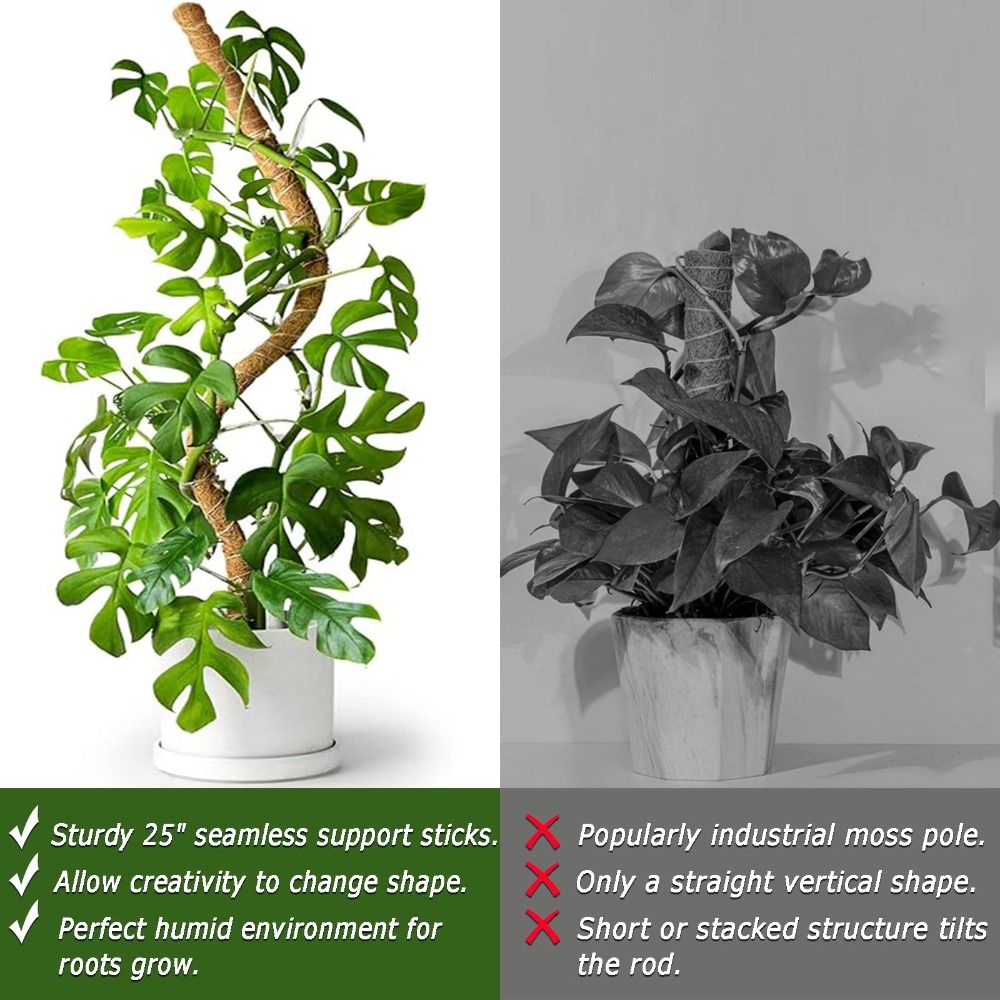 Plant Support Bendable Moss Po - Sphagnum Moss Dry review and price