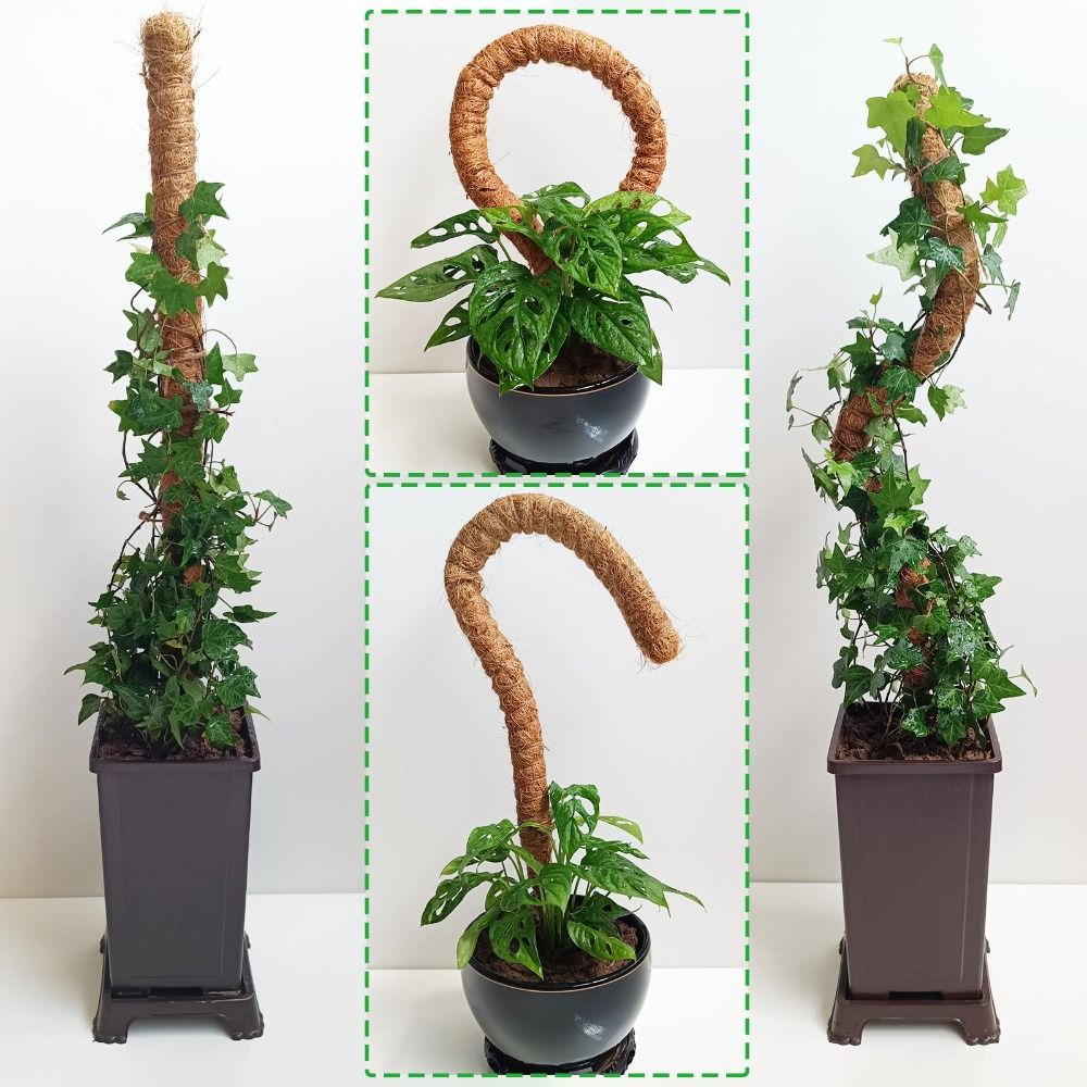 Plant Support Bendable Moss Po - Sphagnum Moss Dry review and price